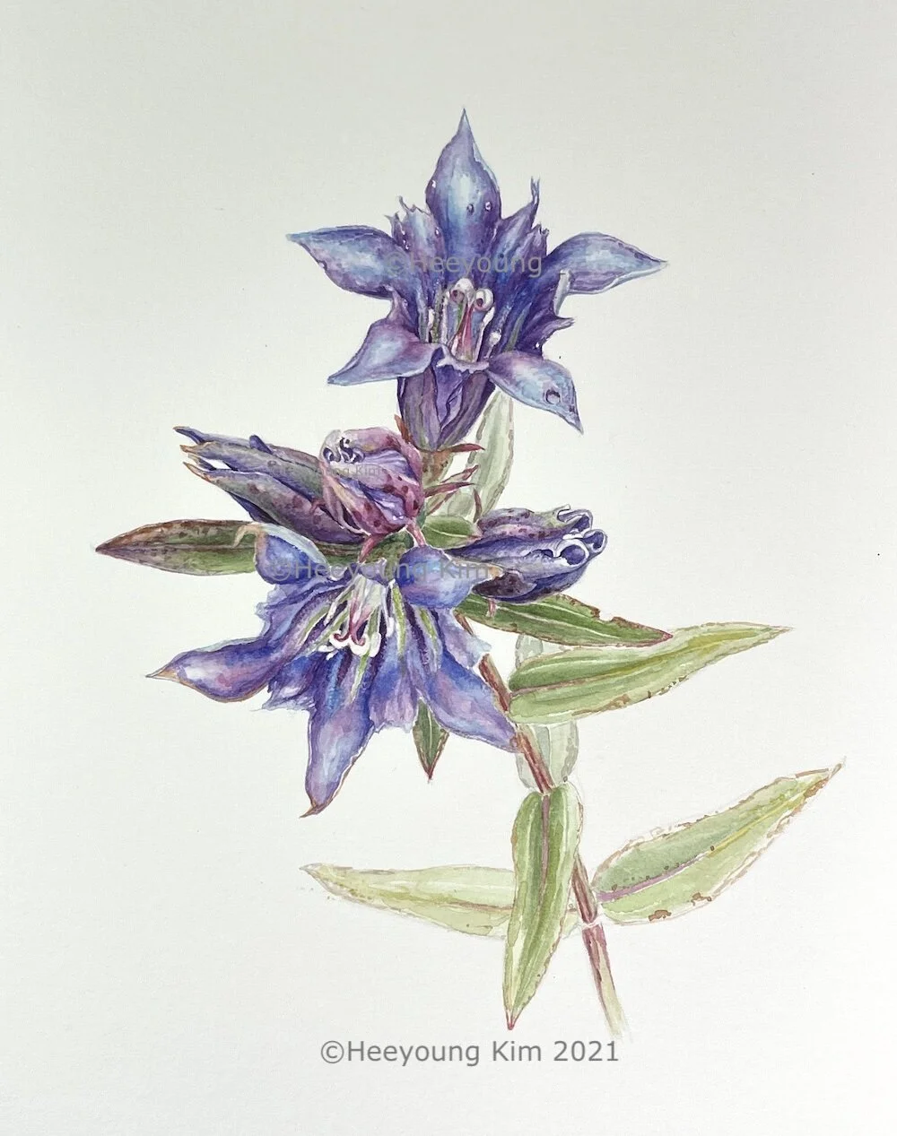 Botanical Art by Heeyoung Kim-Project200